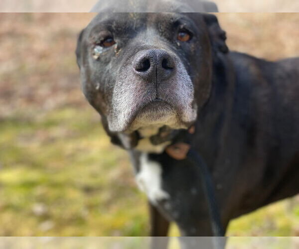 Medium Photo #4 Mutt Puppy For Sale in Lewistown, PA, USA