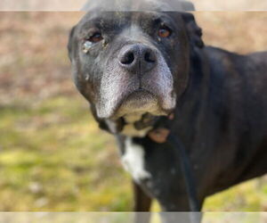 Wilson - Male Mutt Dog for Adoption - Photo #4