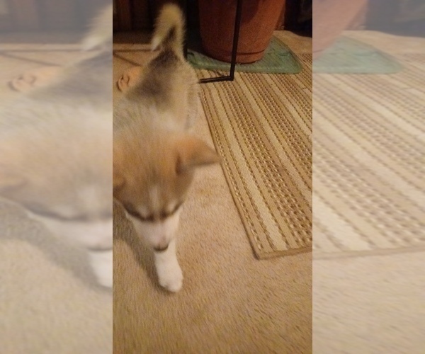 Medium Photo #8 Gerberian Shepsky Puppy For Sale in EDMORE, MI, USA