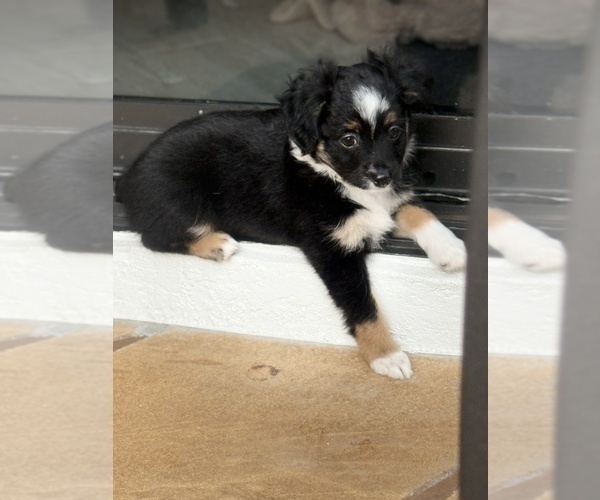 Medium Photo #1 Miniature Australian Shepherd Puppy For Sale in FORT MYERS, FL, USA