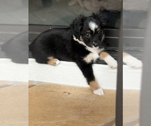 Medium Miniature Australian Shepherd