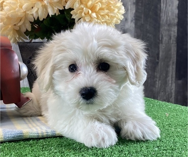 Medium Photo #6 Biton Puppy For Sale in CANOGA, NY, USA