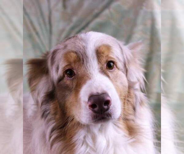 Medium Photo #1 Australian Shepherd Puppy For Sale in DANVILLE, PA, USA