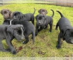 Small German Shorthaired Lab