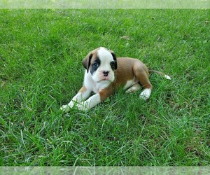 Boxer Puppy for Sale in ROBESONIA, Pennsylvania USA