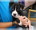 FANTA - Female American Pit Bull Terrier-Unknown Mix Dog for Adoption - Small photo