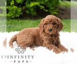 Small #1 Poodle (Miniature)