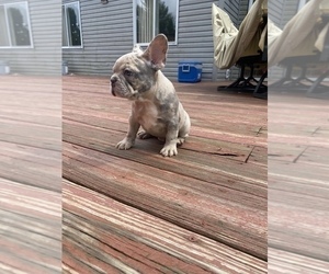 French Bulldog Puppy for Sale in WESTERVILLE, Ohio USA