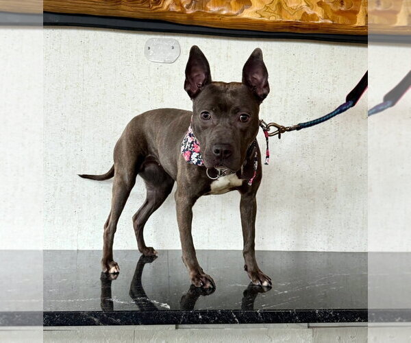 Medium Photo #2 American Pit Bull Terrier-American Staffordshire Terrier Mix Puppy For Sale in Chester, VA, USA