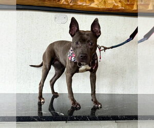 Winnie - Female American Pit Bull Terrier-American Staffordshire Terrier Mix Dog for Adoption - Photo #2