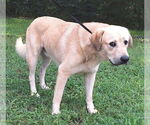 Small #2 Labrador Retriever Mix