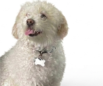 Small Photo #1 Bichon Frise-Cock-A-Poo Mix Puppy For Sale in BATTLE GROUND, WA, USA