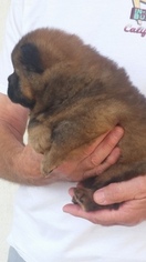 Chow Chow Puppy for sale in VIRGINIA BEACH, VA, USA