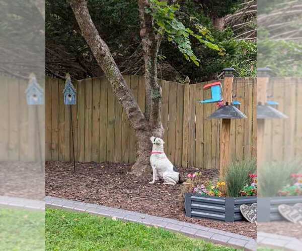 Medium Photo #5 Pointer-Unknown Mix Puppy For Sale in Kennesaw, GA, USA