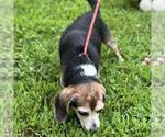 Small #3 Beagle Mix