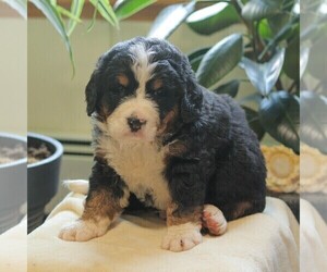 Bernedoodle Puppy for sale in NEW ENTERPRISE, PA, USA