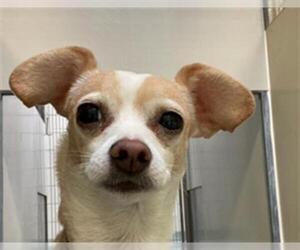 Chihuahua Dogs for adoption in Placerville, CA, USA