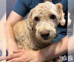 Small #2 Poodle (Standard) Mix