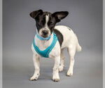 Small Photo #2 Jack Chi Puppy For Sale in Princeton, MN, USA