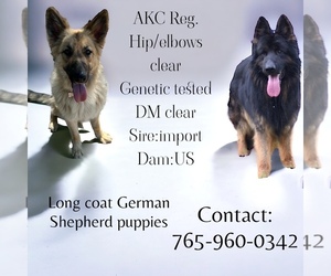 German Shepherd Dog Puppy for sale in RICHMOND, IN, USA