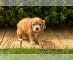 Small #24 Cocker Spaniel