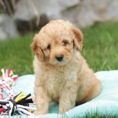 Medium Goldendoodle-Poodle (Miniature) Mix