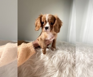 Cavalier King Charles Spaniel Puppy for sale in LOS ANGELES, CA, USA