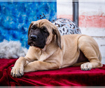 Puppy Brooke Mastiff