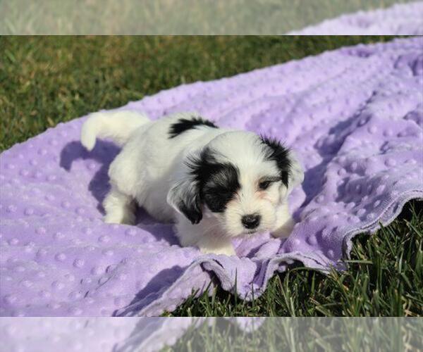 Medium Photo #2 Coton de Tulear Puppy For Sale in ORO VALLEY, AZ, USA