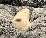 Small Photo #17 Great Pyrenees Puppy For Sale in MOUNT AIRY, NC, USA