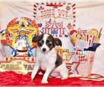 Small Photo #70 Chihuahua Puppy For Sale in CHARLESTON, AR, USA