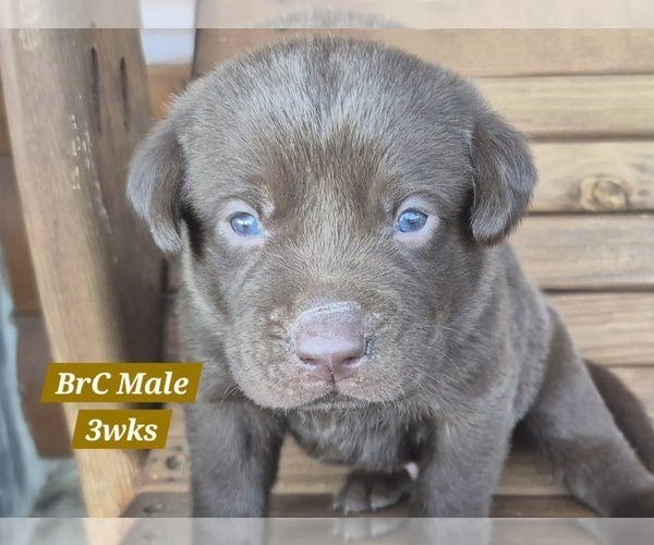 Medium Photo #37 Labrador Retriever Puppy For Sale in EDGEWOOD, TX, USA