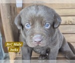 Small Photo #37 Labrador Retriever Puppy For Sale in EDGEWOOD, TX, USA