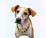 Small #2 Mutt