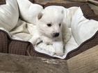 Small Photo #5 Pomsky Puppy For Sale in ARTHUR, IL, USA