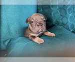 Small #12 French Bulldog