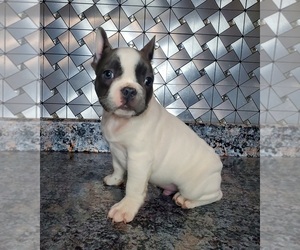 French Bulldog Puppy for sale in GOSHEN, IN, USA