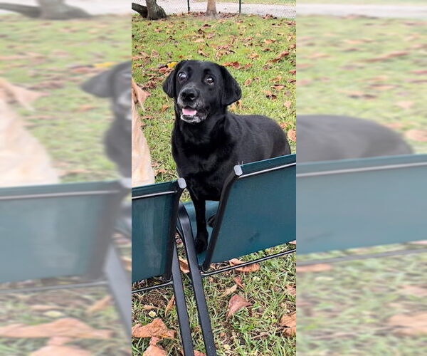 Medium Photo #4 Labrador Retriever Puppy For Sale in Weston, FL, USA