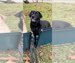 Small #3 Labrador Retriever