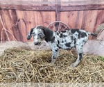 Small #20 Catahoula Leopard Dog