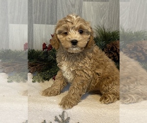 Cockapoo Puppy for sale in CANOGA, NY, USA