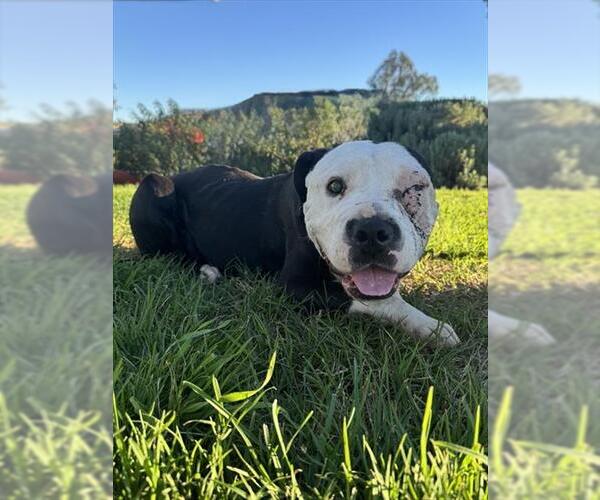 Medium Photo #1 Mutt Puppy For Sale in Riverside, CA, USA