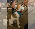 Small #24 American Pit Bull Terrier-Treeing Walker Coonhound Mix
