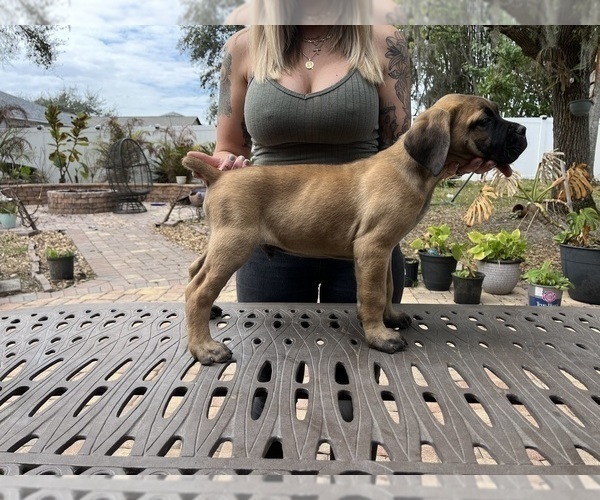Medium Photo #35 Cane Corso Puppy For Sale in LAND O LAKES, FL, USA