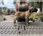 Small Photo #35 Cane Corso Puppy For Sale in LAND O LAKES, FL, USA