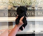 Small Photo #5 ShihPoo Puppy For Sale in SUMMERDALE, AL, USA