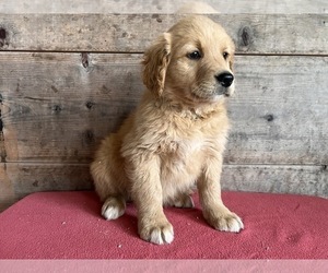 Golden Retriever Puppy for Sale in VERMONTVILLE, Michigan USA