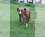 Lacey - Female Boxador Dog for Adoption - Small photo