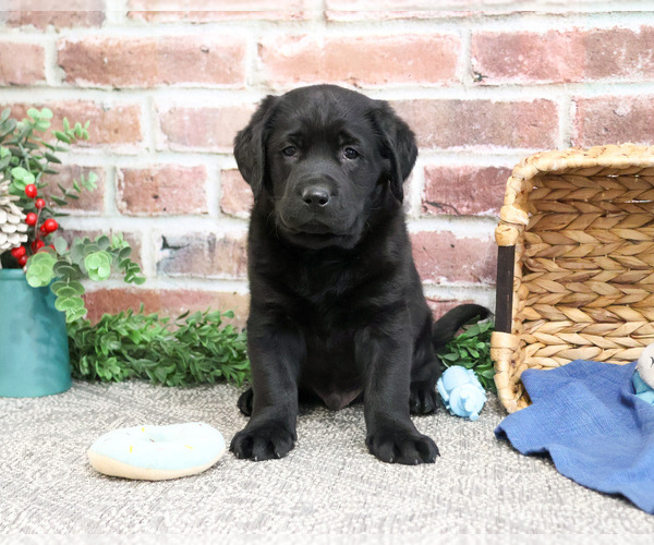 Medium Photo #5 Labrador Retriever Puppy For Sale in SYRACUSE, IN, USA