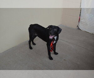 Mutt Dogs for adoption in McKinney, TX, USA